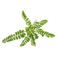 Bhumi Amla Extract