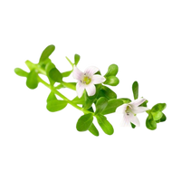 Brahmi