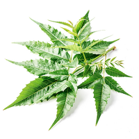 Neem