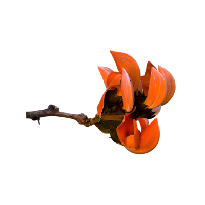 Palash