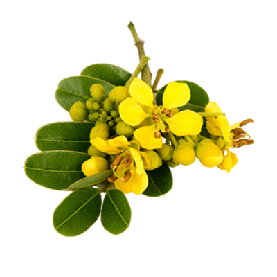 Senna